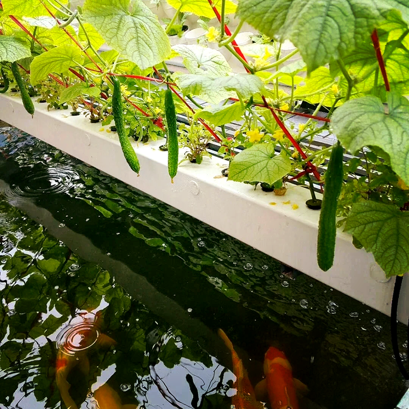拉萨市水肥机鱼菜共生 - 排名